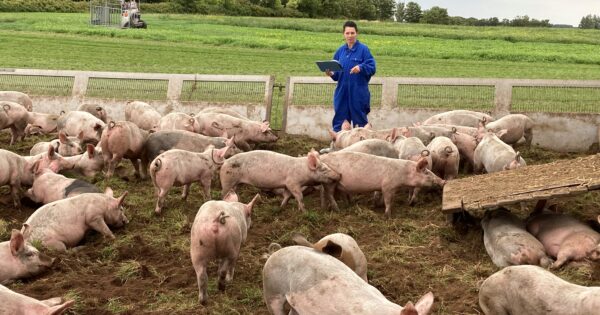 Poboljšanje kvalitete mesa svinja i tovnih pilića