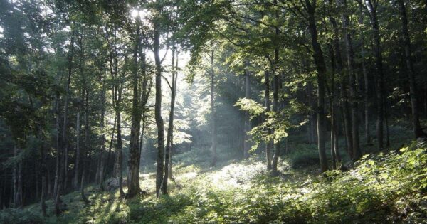 Projekt “Mosaic of LIFE“