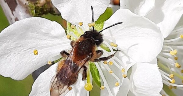 Stvaranje staništa za divlje pčele na poljoprivrednom zemljištu