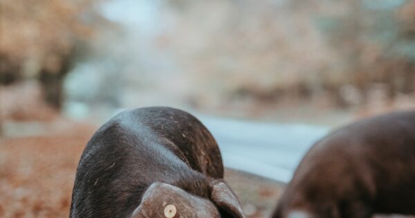 Najava radionice: Umrežavanje za inovacije u lancima vrijednosti uzgoja crne slavonske svinje kroz EIP primjere dobre prakse