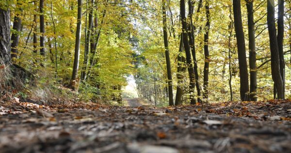 Anketni upitnik za iskaz interesa za sudjelovanjem u intervenciji 72.01. Potpore za ograničenje u gospodarenju šumama (NATURA 2000, NKS)