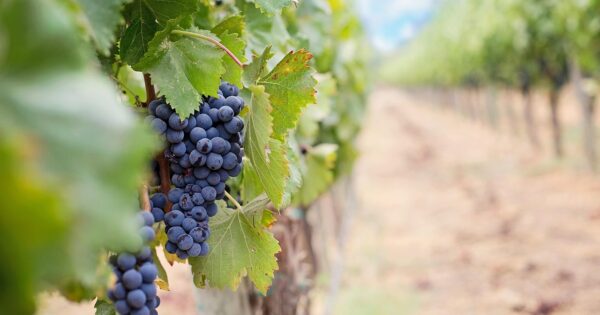 Najava studijskog putovanja u Bordeaux na temu “Inovacije i digitalizacija u vinarstvu” financiranog sredstvima Nacionalne mreže ZPP-a