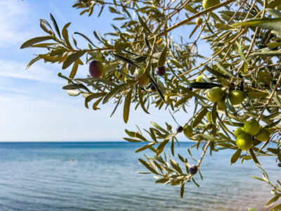 Svjetski dan masline