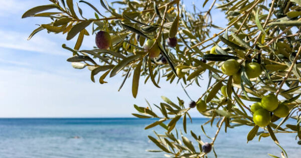 Svjetski dan masline