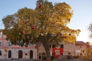 Stablo iz Medulina u izboru za Europsko stablo godine