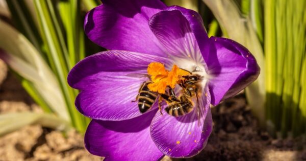 Objavljen Javni natječaj za prikupljanje i odabir projekata istraživačkih programa u području pčelarstva i pčelarskih proizvoda za intervencijsku godinu 2026.