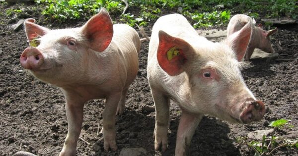 Obavijest korisnicima mjera i intervencija iz Pravilnika o provedbi izravne potpore poljoprivredi i IAKS mjera ruralnog razvoja za 2023. godinu o primjeni više sile zbog pojave afričke svinjske kuge